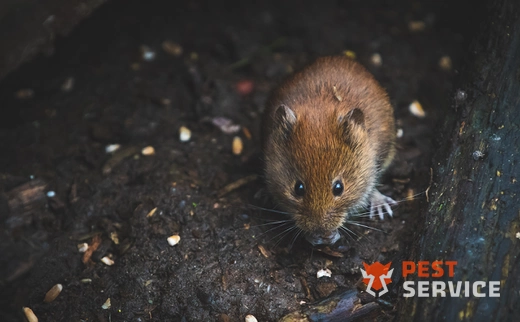 Дератизация в Дюртюлях